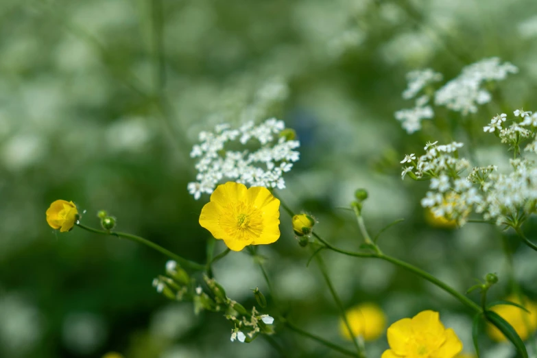 some yellow and white flowers in the wild