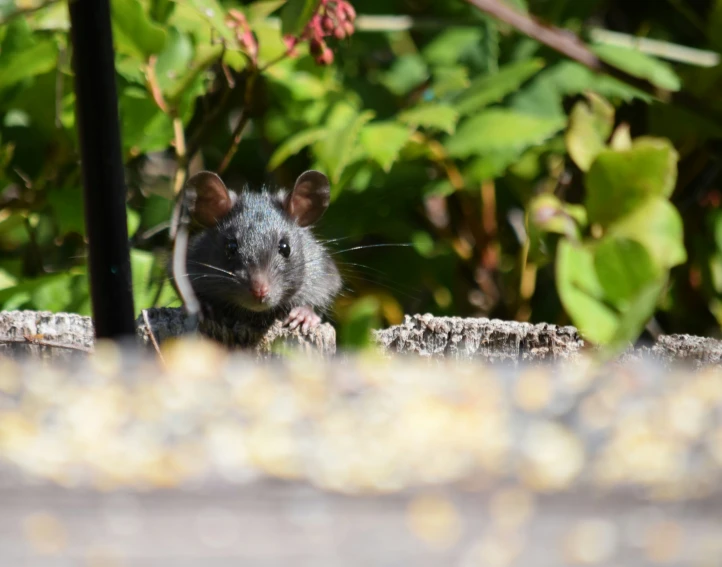 a rat is peeking from behind the bark of a tree