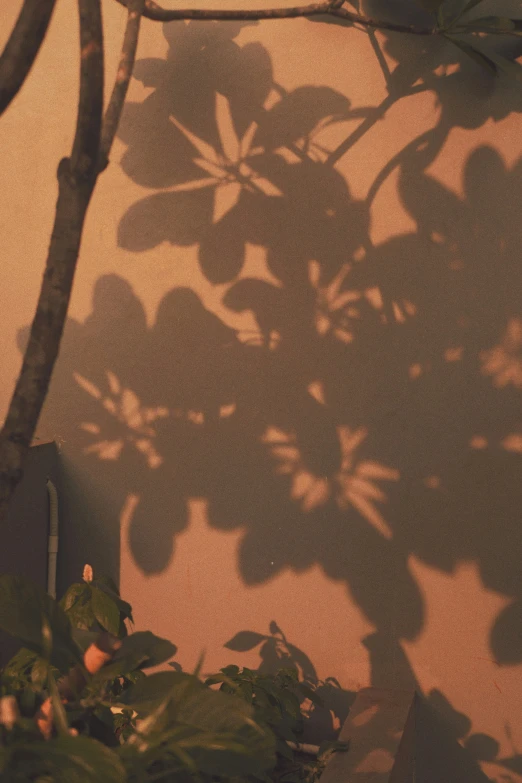 a potted plant casting a shadow on a wall