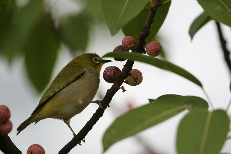 a bird perched on top of a nch with berries