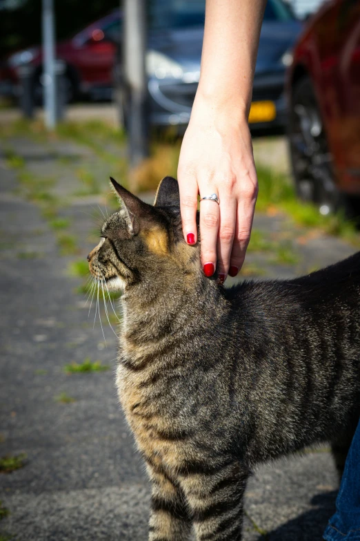 a hand touches an animal on its paw