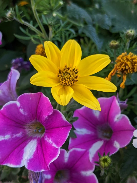 some yellow and purple flowers with green leaves