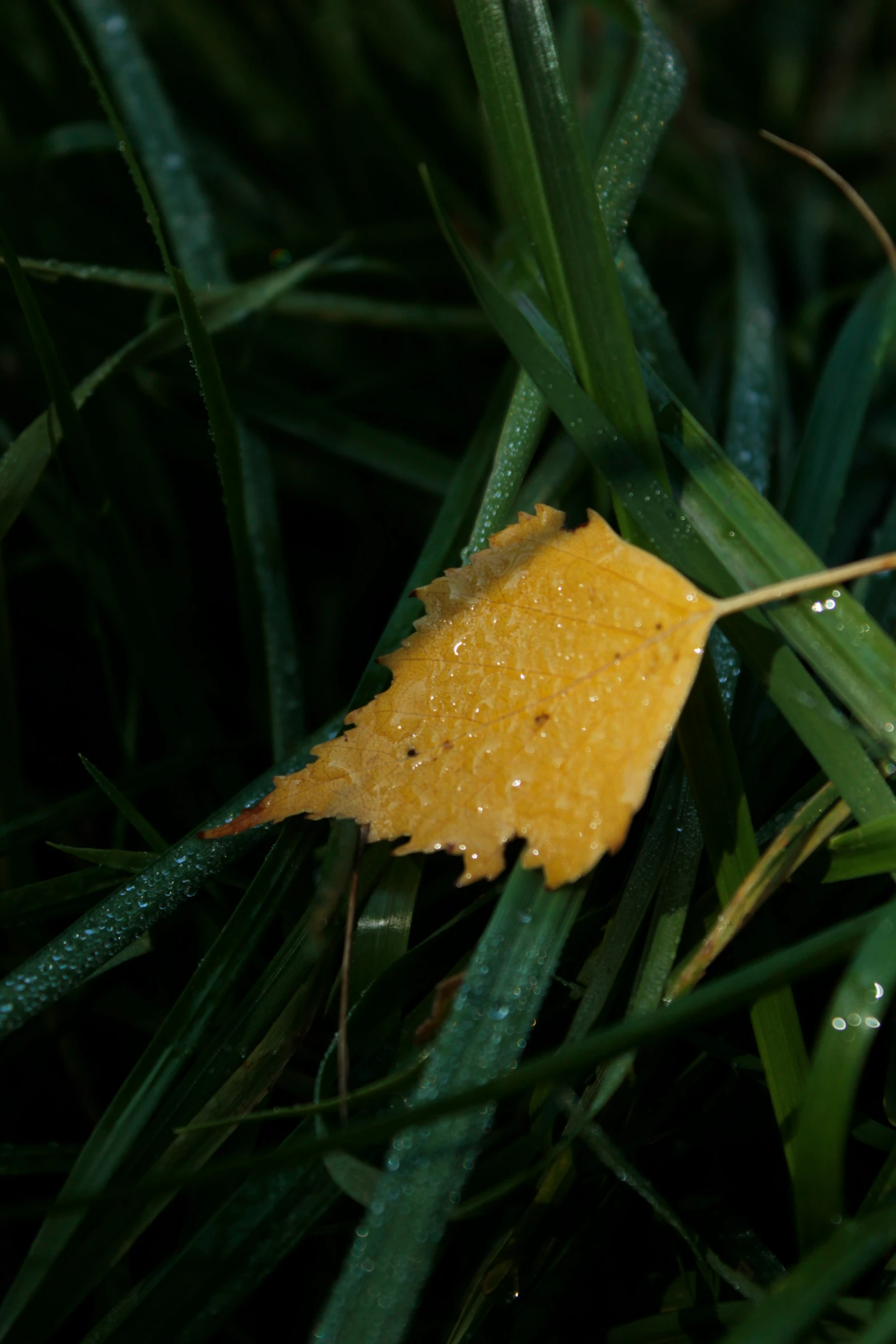 a fallen leaf rests on green grass