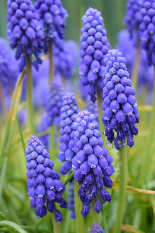 a field full of blue flowers growing next to a bunch of grass