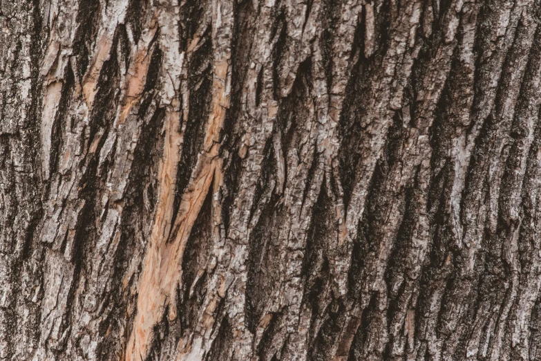 brown and white bark and tree trunk showing the texture
