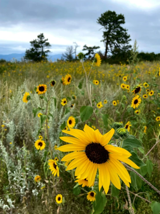 the sunflower is blooming near a group of trees