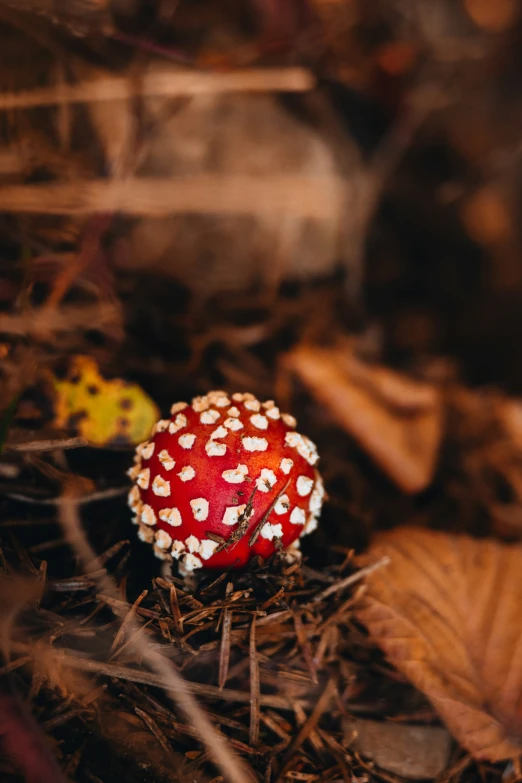 a mushroom sits on the ground among fall leaves