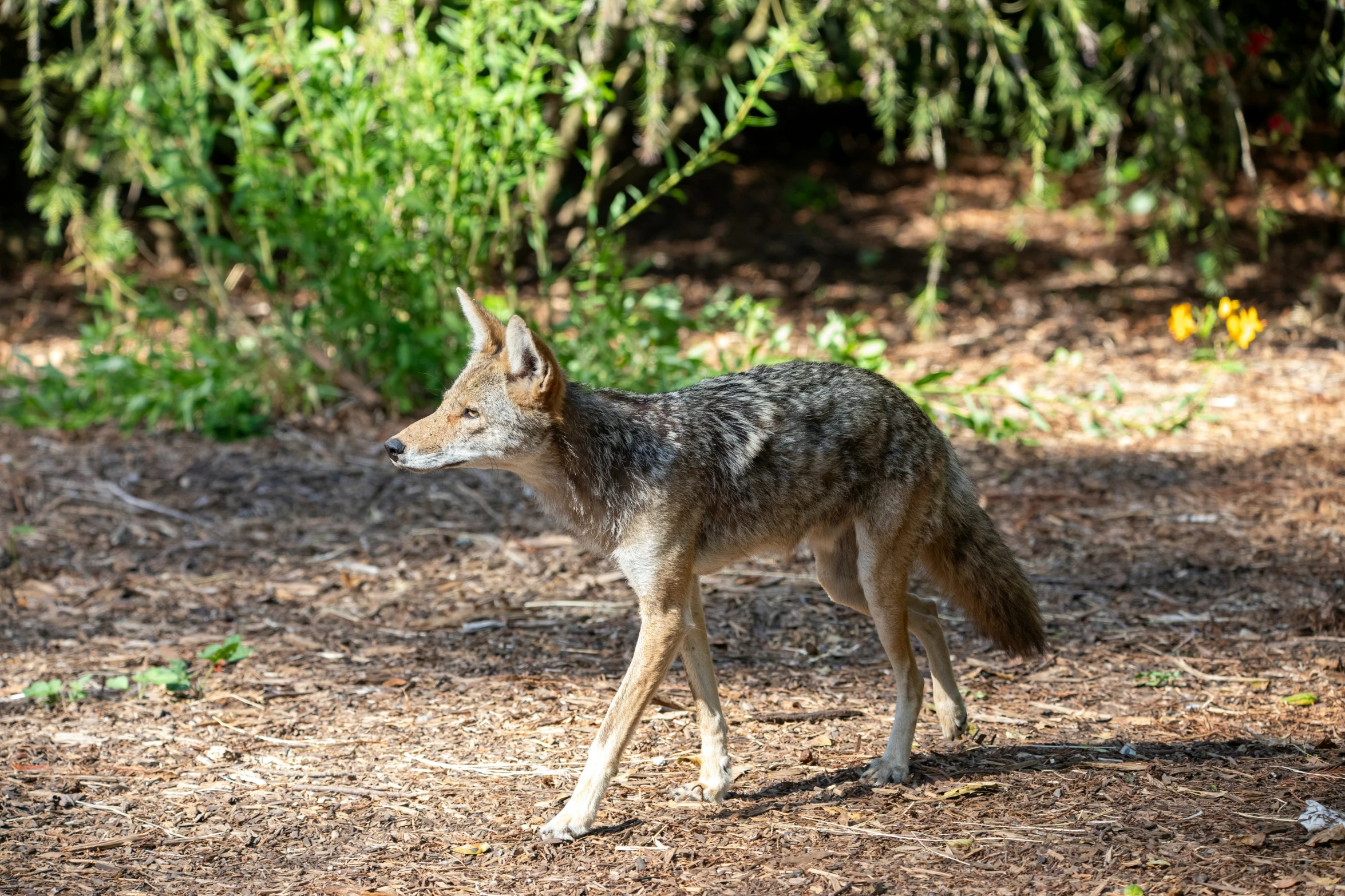 an animal with horns is walking in a field