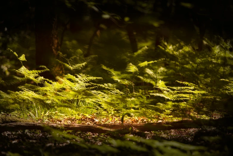 the light is shining through some trees and foliage