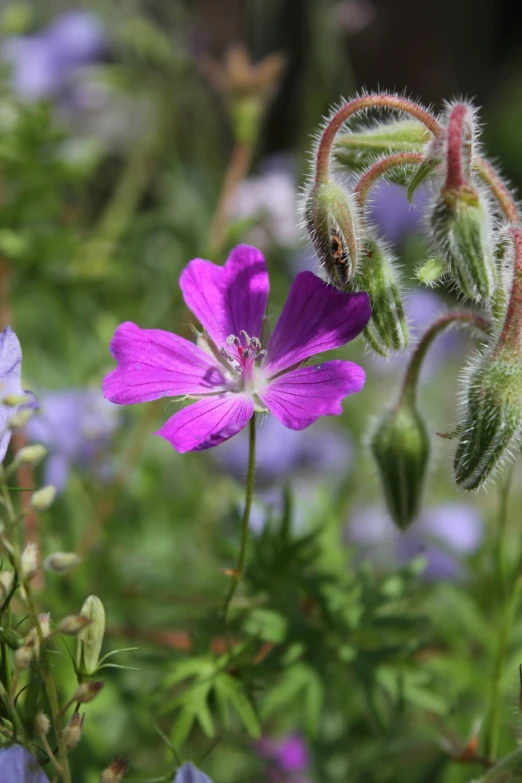 there is a purple flower with two small flowers