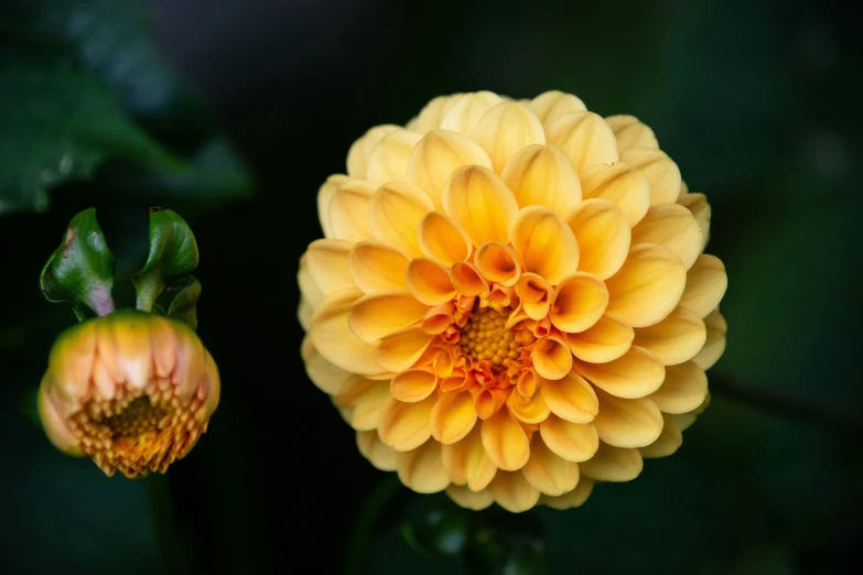 a yellow flower with a green leaf in the background