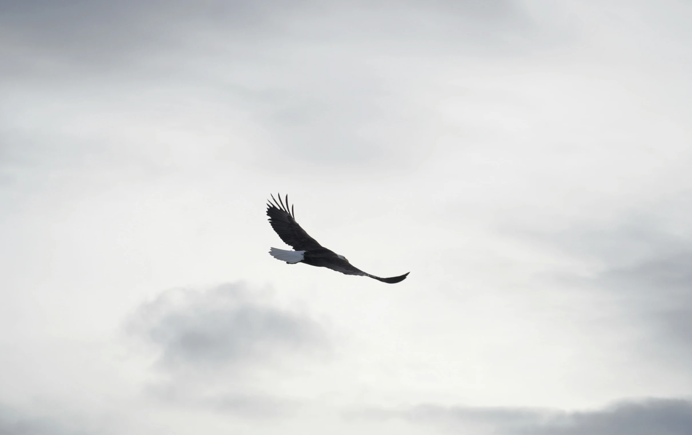 a single bird flying in the sky with clouds