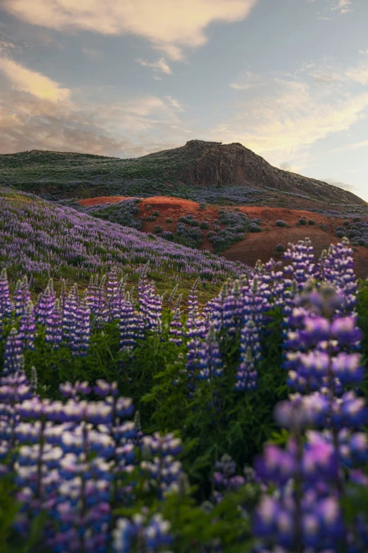 there are purple flowers that have blooming on the hillside