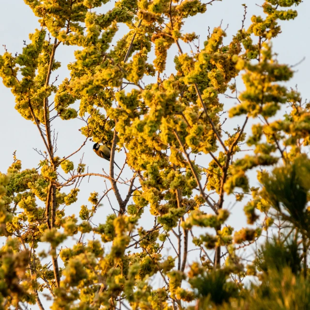 some green leaves and a bird on top of a tree