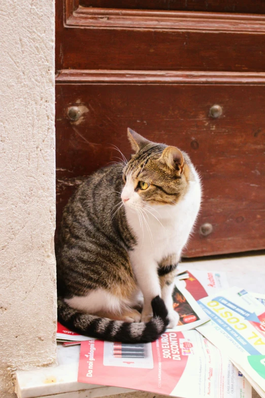 the cat is looking out of the corner near the magazines