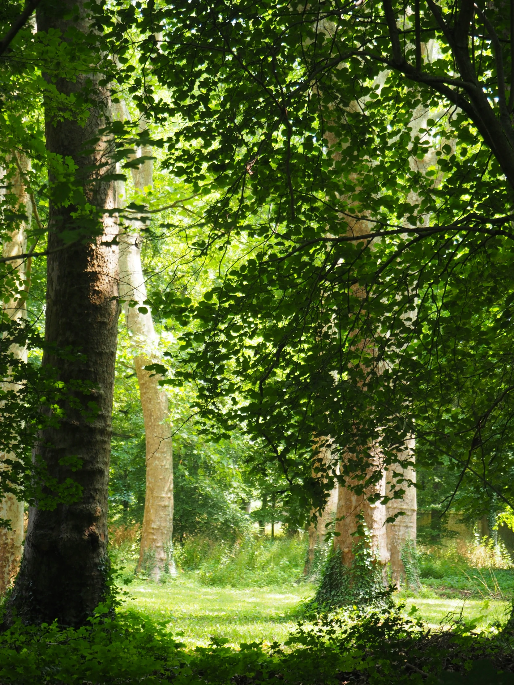 a forest filled with lots of green grass and trees