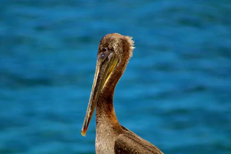 a brown bird with an open beak standing in front of the ocean