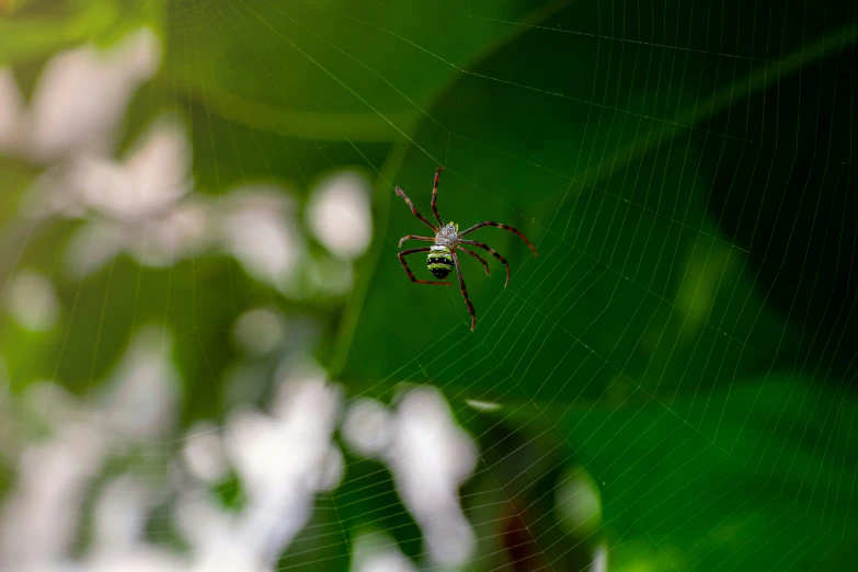 a spider is sitting on a web in its habitat