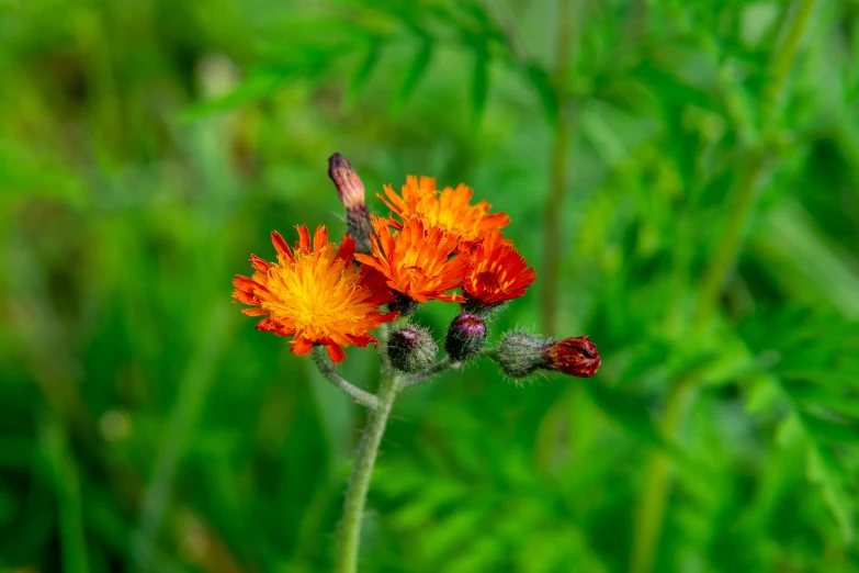 a close up of some orange flowers with green grass in the background