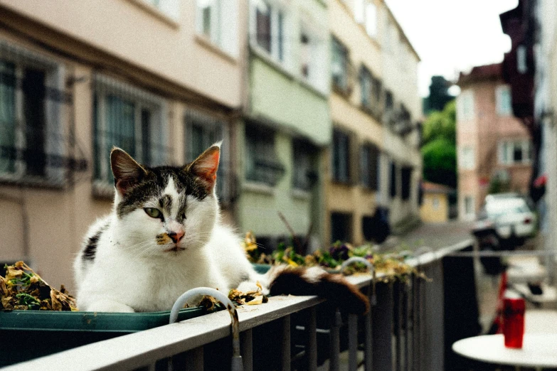 cat on railing with apartment buildings and small trees in the background