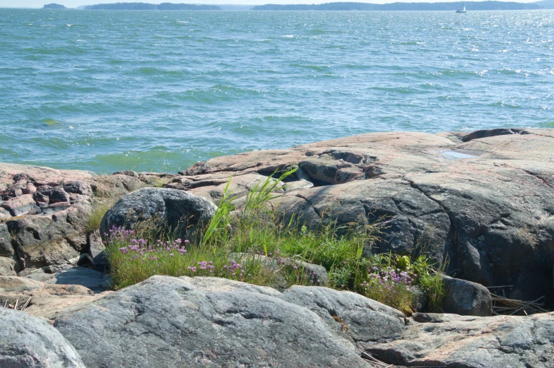 some small plants growing between the rocks near the water