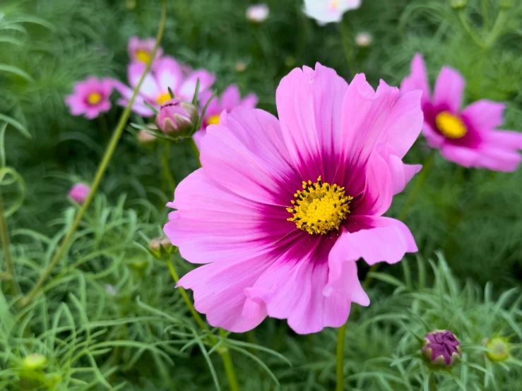 a bunch of purple flowers and other flowers on a field