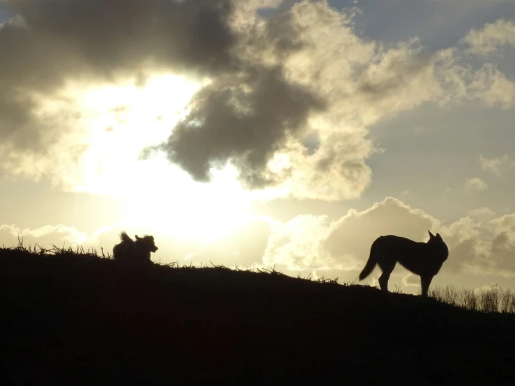 a pair of animals standing on top of a hill near the sun