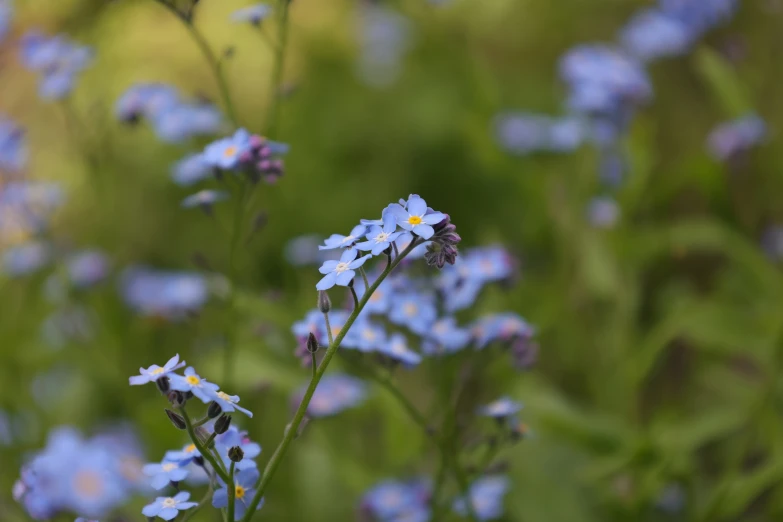 some blue and yellow flowers some green leaves and grass