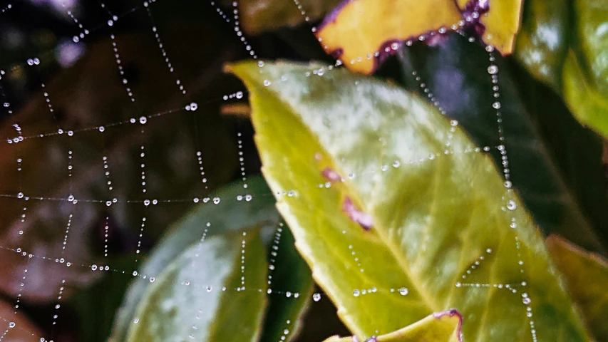 the leaves with rain drops are next to the wall