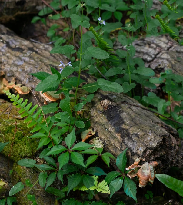 flowers growing on a piece of fallen tree trunk