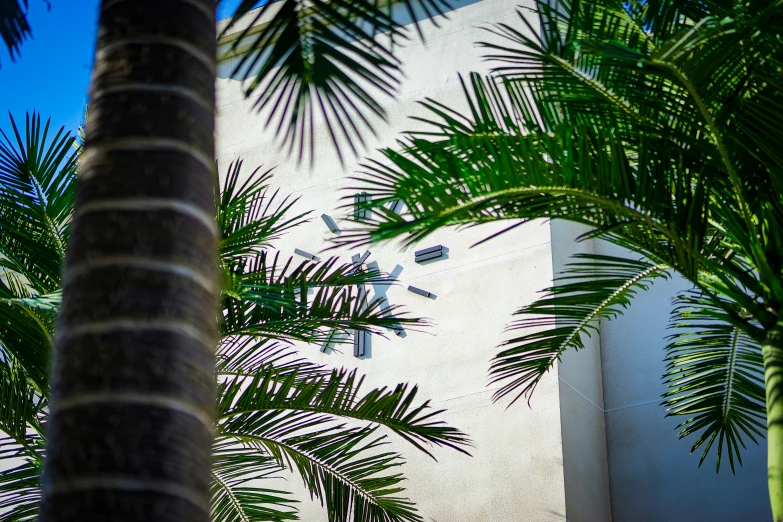 palm trees in front of a building that has a sundial on it