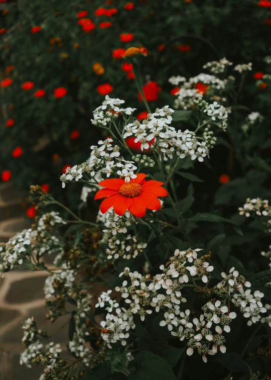 red and white flowers stand out among the greenery