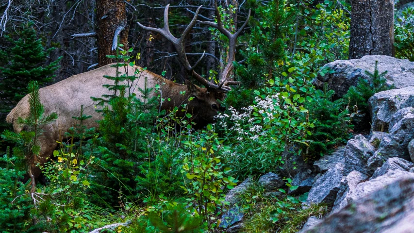 an antelope is seen grazing among trees and shrubs