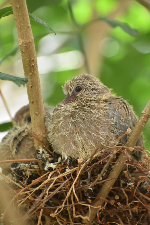 a bird sitting in the top of a nest