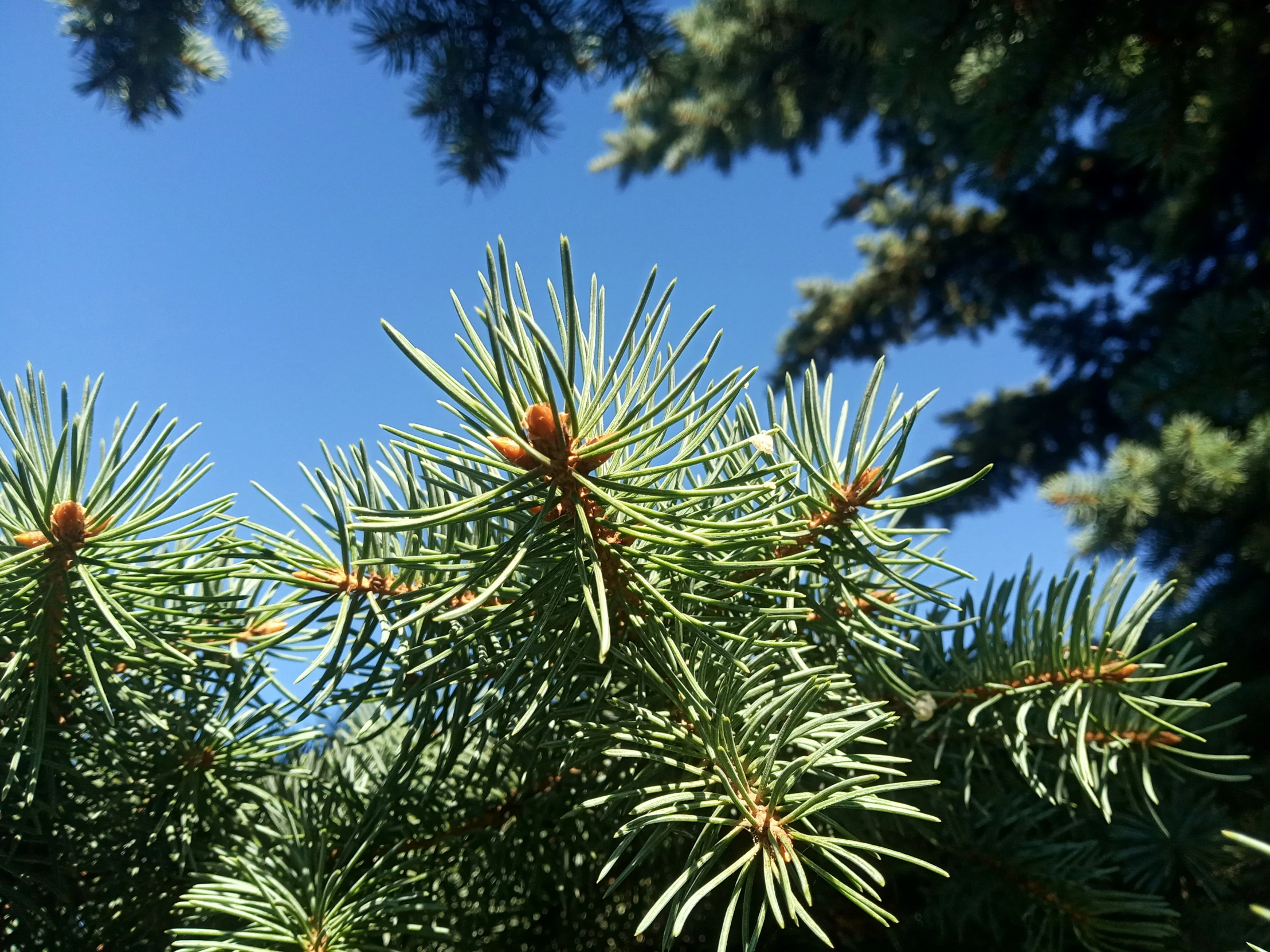 pine needles reaching toward the blue sky from between them