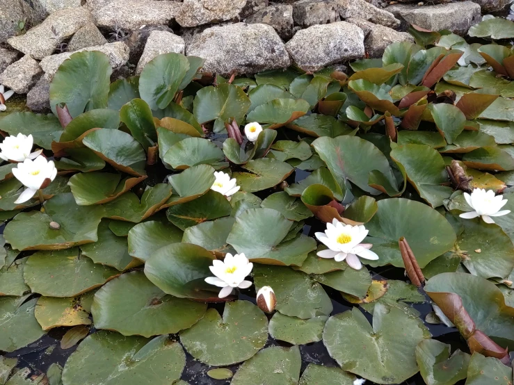 plants growing out of some green water