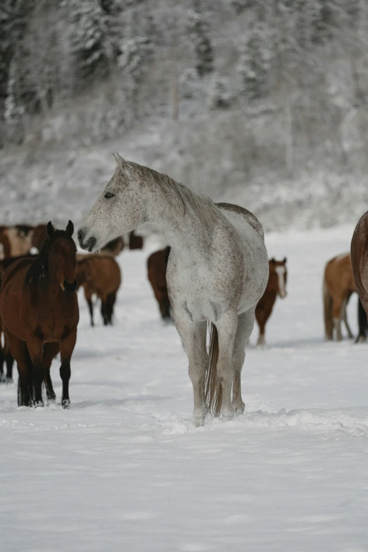 several horses walking in the snow near each other