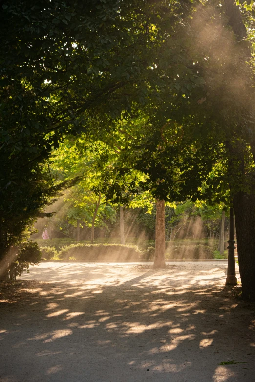 sunlight streams through the trees to provide shade