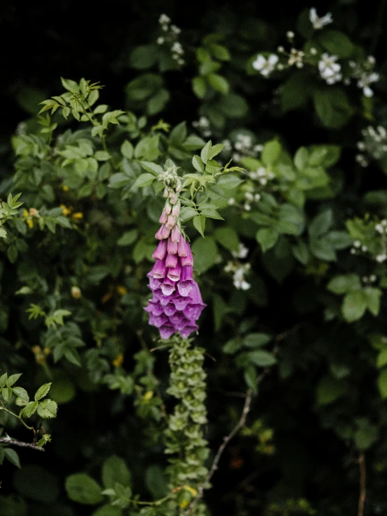 a purple flower blooming in front of green foliage