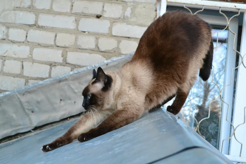 a brown cat with black eyes climbing down a metal rail