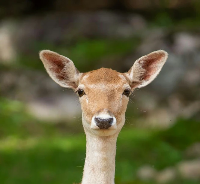 a very small brown and white animal with a cute look