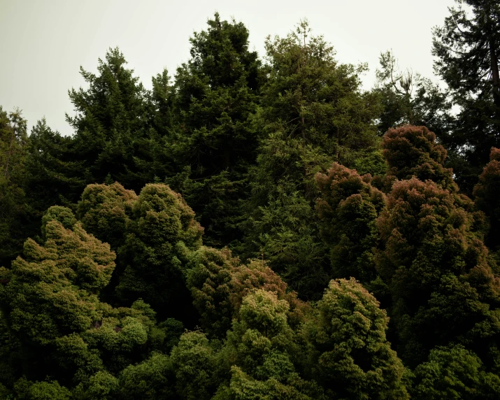 trees, shrubs, and a few sheep grazing in the distance