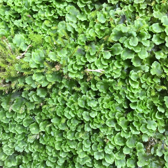 aerial s of a wall filled with plants