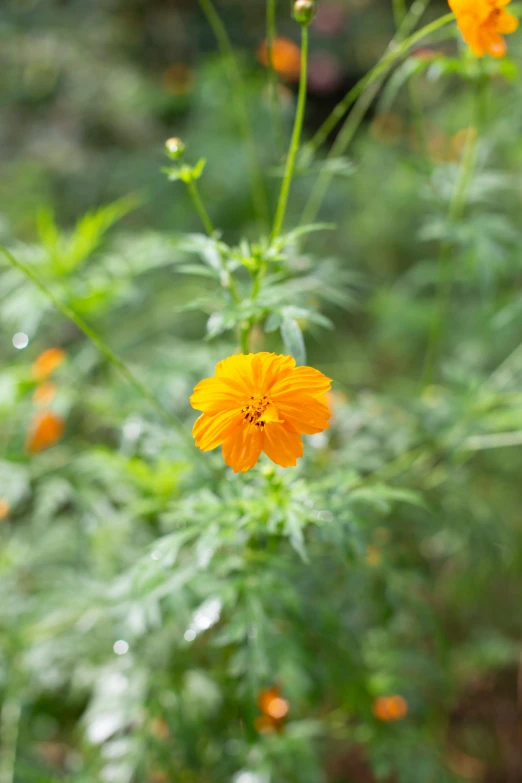 a bright yellow flower with water droplets on it