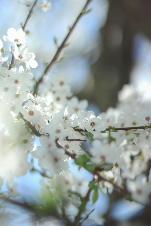white flowers are blooming on the nches of trees