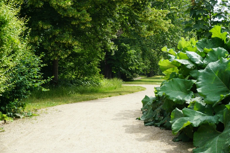 a dirt road surrounded by large leafy plants