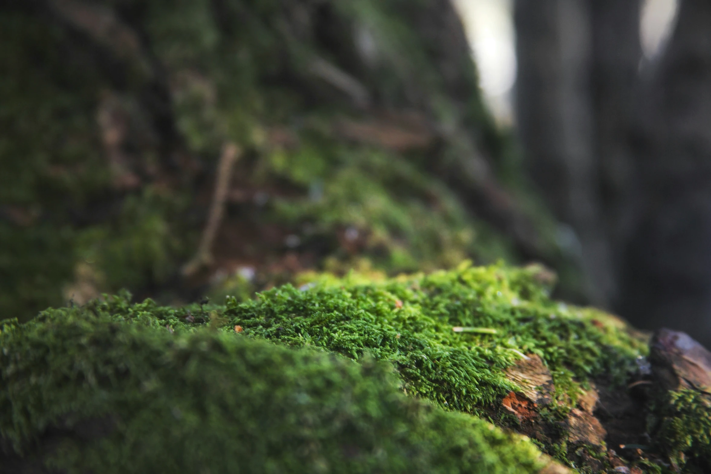 a moss covered rock next to trees