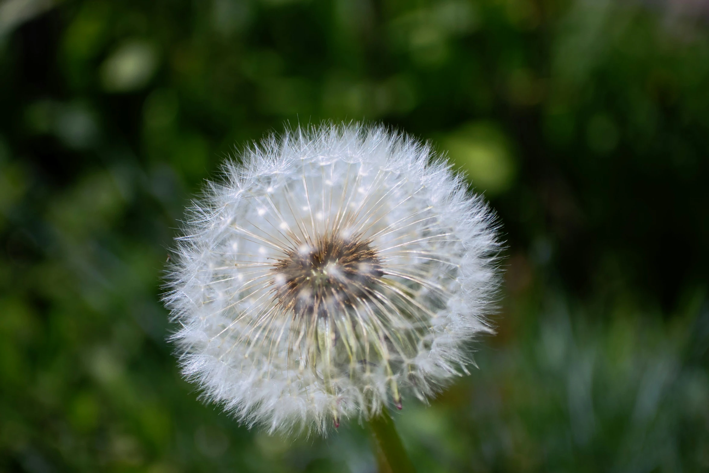 a close up of a dandelion in the sun