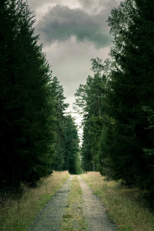 a pathway between two dark trees in the woods