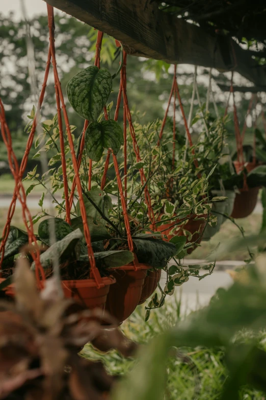 several potted plants with long orange string hang from the ceiling